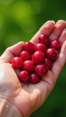 A hand holds a bunch of vibrant red cherries against a blurred green background, showcasing natural freshness