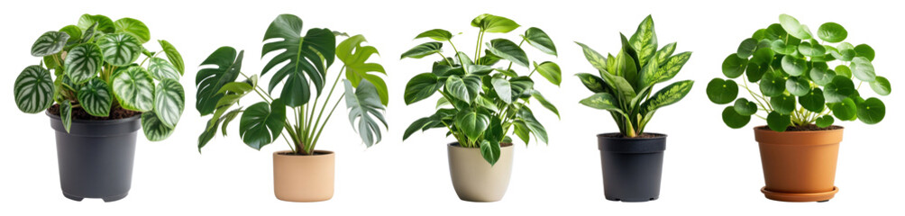 Obraz premium PNG Vibrant potted plants display, element set on transparent background