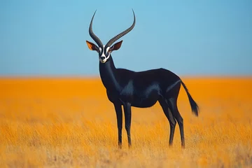Giant sable antelope in Angola