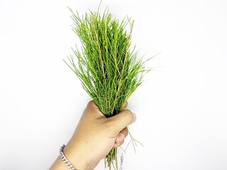 Evergreen Pine Needles with Natural Texture and Fresh Green Vibes