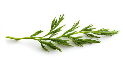 Fototapeta premium One green carrot twig isolated on white