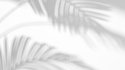 shadow overlay effects,realistic palm tree branch shadow on transparent background,Natural shadow of tropical palm leaf,shadow for presentation interior backdrop photo,Summer plants shadow overlay
