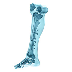 bones of a human foot