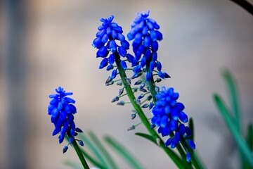 Traubenhyazinthen im Garten