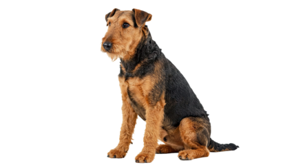 Elegant Airedale Terrier Sitting Wiry Coat Alert Expression Isolated White Background Dog Pet KOT