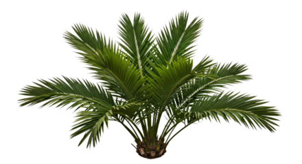 Isolated Fishtail Palm Caryota White Background Detailed Leaves Clustered Stems Cutout Tropical Plant