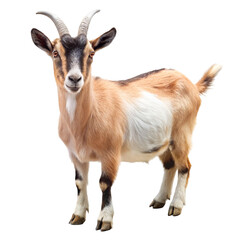 Obraz premium goat on a white background