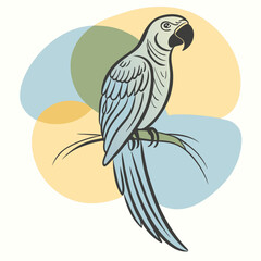 Fototapeta premium vector silhouette of a macaw with long tail feathers, perched, strong curved beak, white background