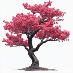 Obraz premium Vibrant pink cherry blossom tree against a plain background.