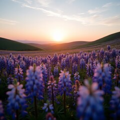 Obraz premium Beautiful lupine flowers blooming at sunset in a serene landscape 