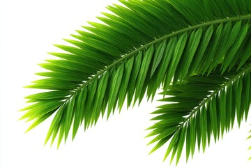 Obraz premium Palm tree leaf in sharp focus over soft bright background captured in botanical study mood symbolizing tropical vegetation simplicity and exotic plant design in fine detail composition