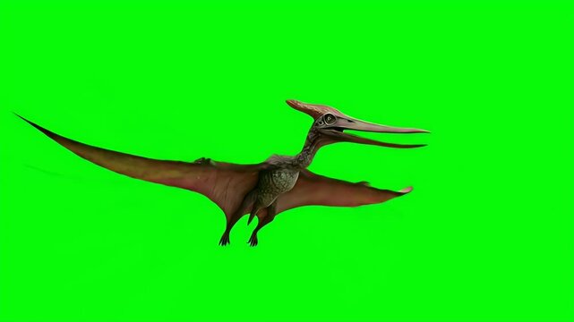 3D Animated Pteranodon Flying with Green Screen Background for Professional Video Editing and VFX Compositing