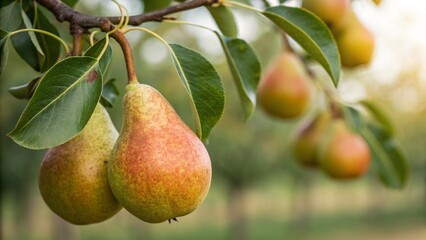 Heavy Clusters of Ripe Pears Hanging from Orchard Trees in Soft Morning Light