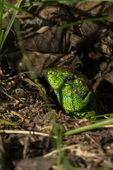 A close-up of the head of a bright green lizard with black spots, peeking out of its burrow, among dirt, dry leaves and grass. The lizard's textured skin and eye are visible.
