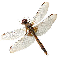 dragonfly isolated on white background. PNG