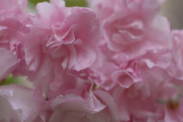 清楚にして妖艶