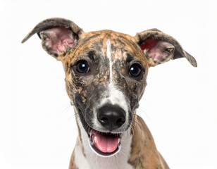 A cheerful dog with a brindle coat and bright eyes, showcasing a friendly expression against a plain white background.