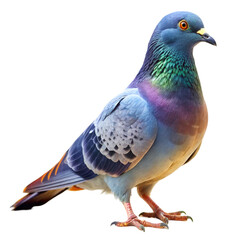 pigeon isolated on white background