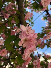 pink and white flowers