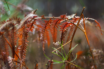 Vue rapprochée de feuilles de fougère rouges et de bruyères sauvages, dans la forêt des Landes de Gascogne
