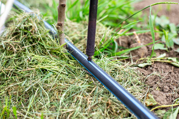 A gardener installs a drip irrigation system in a garden by melting a HDPE pipe with a hole punch...