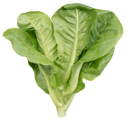 Green cos lettuce vegetable