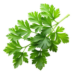 Fototapeta premium parsley isolated on white background