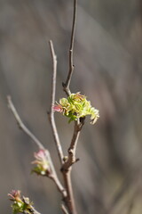 young leaves on one branch in spring