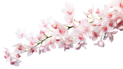 Naklejka premium PNG Orchids blossom flower plant.