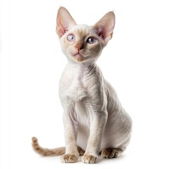 Photo of Devon Rex Cat Isolated on white background,