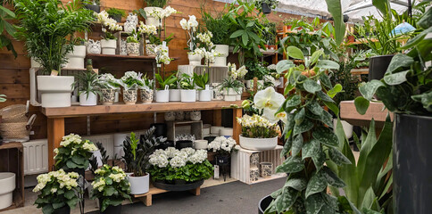 Indoor garden shop display featuring various potted plants and flowers arranged on wooden shelves creating a vibrant and lush atmosphere for plant lovers and enthusiasts healthy living concept