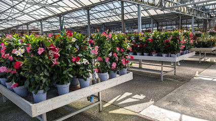 Vibrant flowering petunia plants arranged in pots within a greenhouse in a flowers shop. Gardening enthusiasts concept
