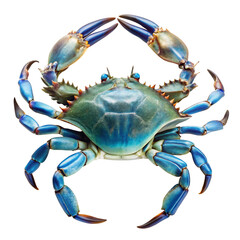 crab on white background