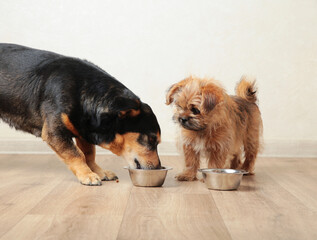 Two dogs eating food from aluminum container on floor kitchen tiles background © Mouse family