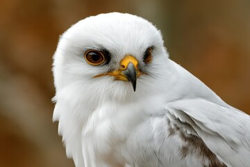 Naklejka premium Intimate Close-Up of a White Tailed Kite, the Stunning Raptor with Sharp Beak and Feathers, Perched Gracefully in Its Natural Habitat