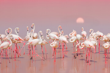 Greater Flamingo, Phoenicopterus ruber, beautiful pink big bird with long neck in a pink water, with evening sun. Flamingo, wildlife.