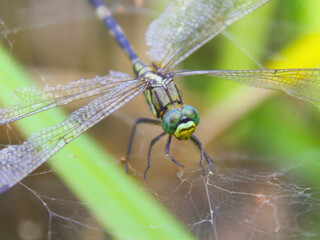 Dragonfly macro close-up showing detailed wings and compound eyes, perched on a spider web, in a natural green background, perfect for nature and insect studies.
