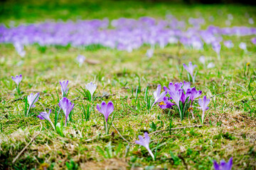 Crocuses in the Chocholowska Valley in spring. Tatra National Park, Poland. Flowers in the fields. Blooming flowers in a clearing in the forest.