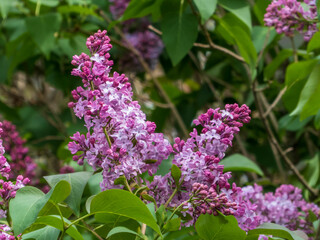 Abundant Lilac Blooms in Sunlight