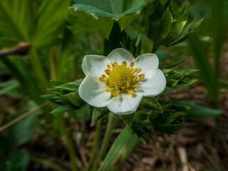 A Delicate Wild Strawberry Blossom