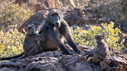 Baboons resting on rocks in natural habitat during warm afternoon sunlight