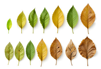 Leaves Life Cycle,Leaves Showing Natural Evolution From Fresh To Dry Stages, Starting With A Healthy Green Leaf And Gradually Transforming Through Fading, Curling, Browning, Cracking, And Finally Dry