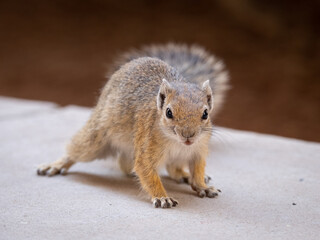 Squirrel exploring urban environment during daylight in a park setting