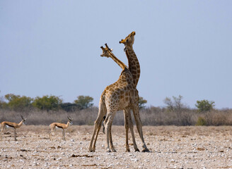 Giraffes interacting in the wildlife of a vast savanna under a clear blue sky in Africa