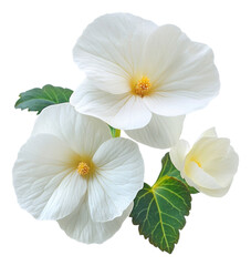 Obraz premium PNG Real white Begonia flowers blossom petal leaf.