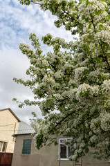 Photo of a blooming spring fruit tree near a house