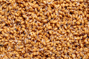 Sprouted Wheat Grains Healthy Organic Background