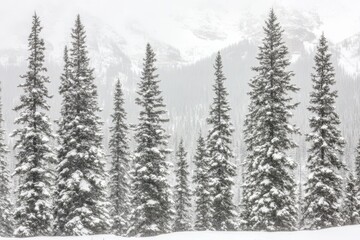 Snowy pines in a mountain landscape