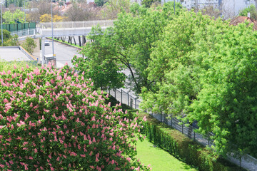 Blooming red horse chestnut tree near road with pedestrian bridge in city park