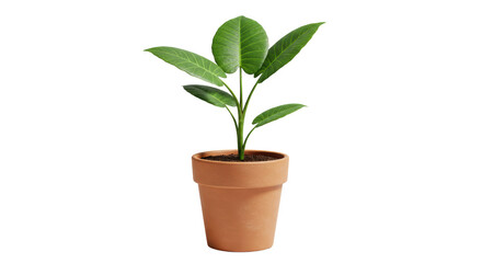 Isolated Potted Plant